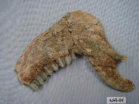 藏品(鹿下顎)的圖片